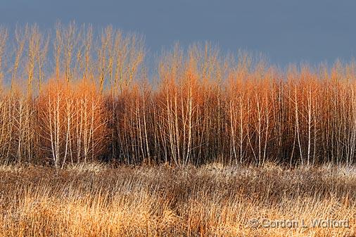 Field Of Birch_02530.jpg - Photographed near Smiths Falls, Ontario, Canada.